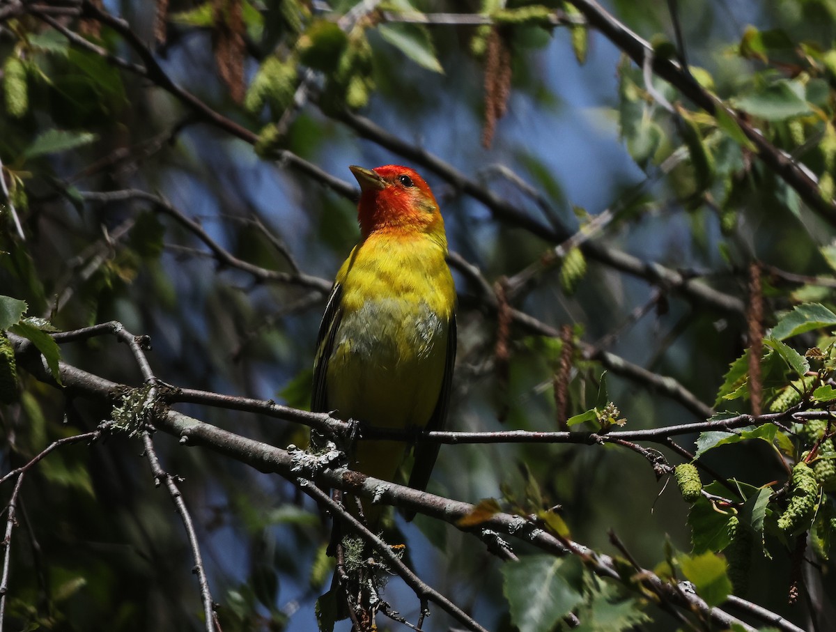 Western Tanager - ML619828155