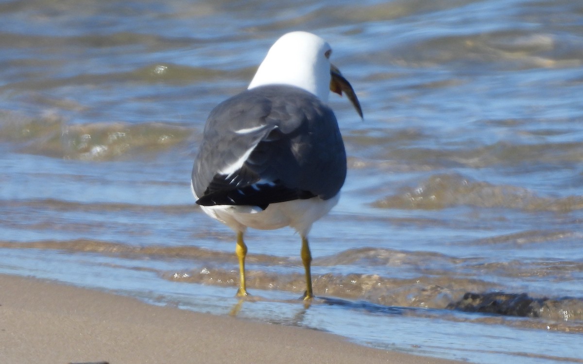 Black-tailed Gull - ML619828159
