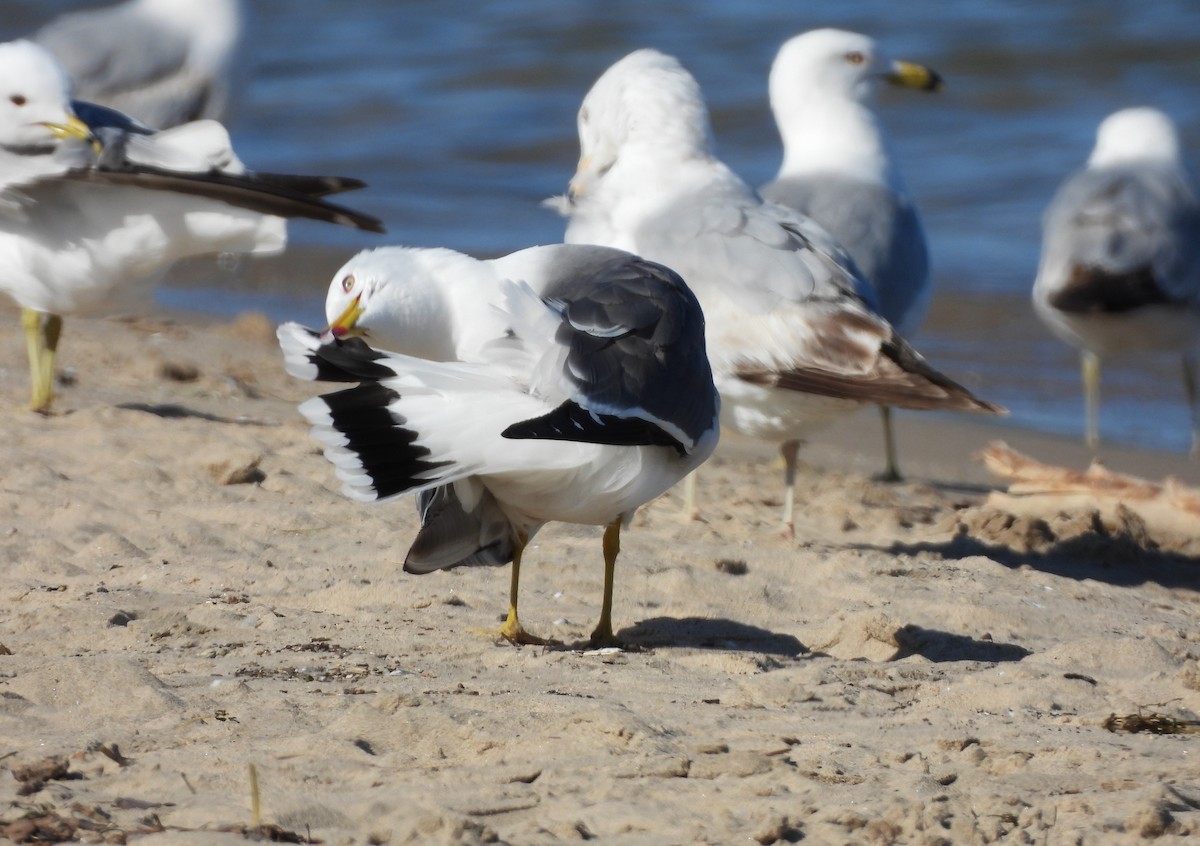 Black-tailed Gull - ML619828161