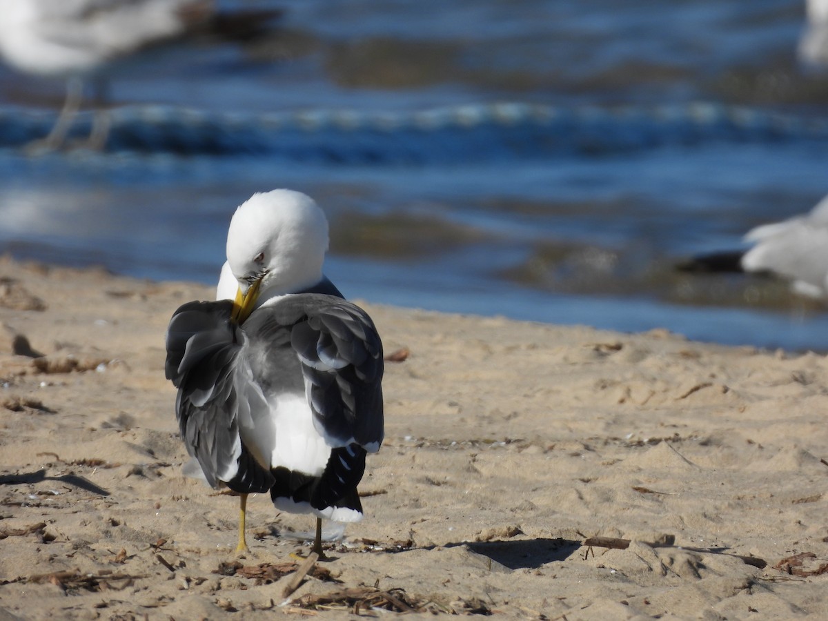 Black-tailed Gull - ML619828165