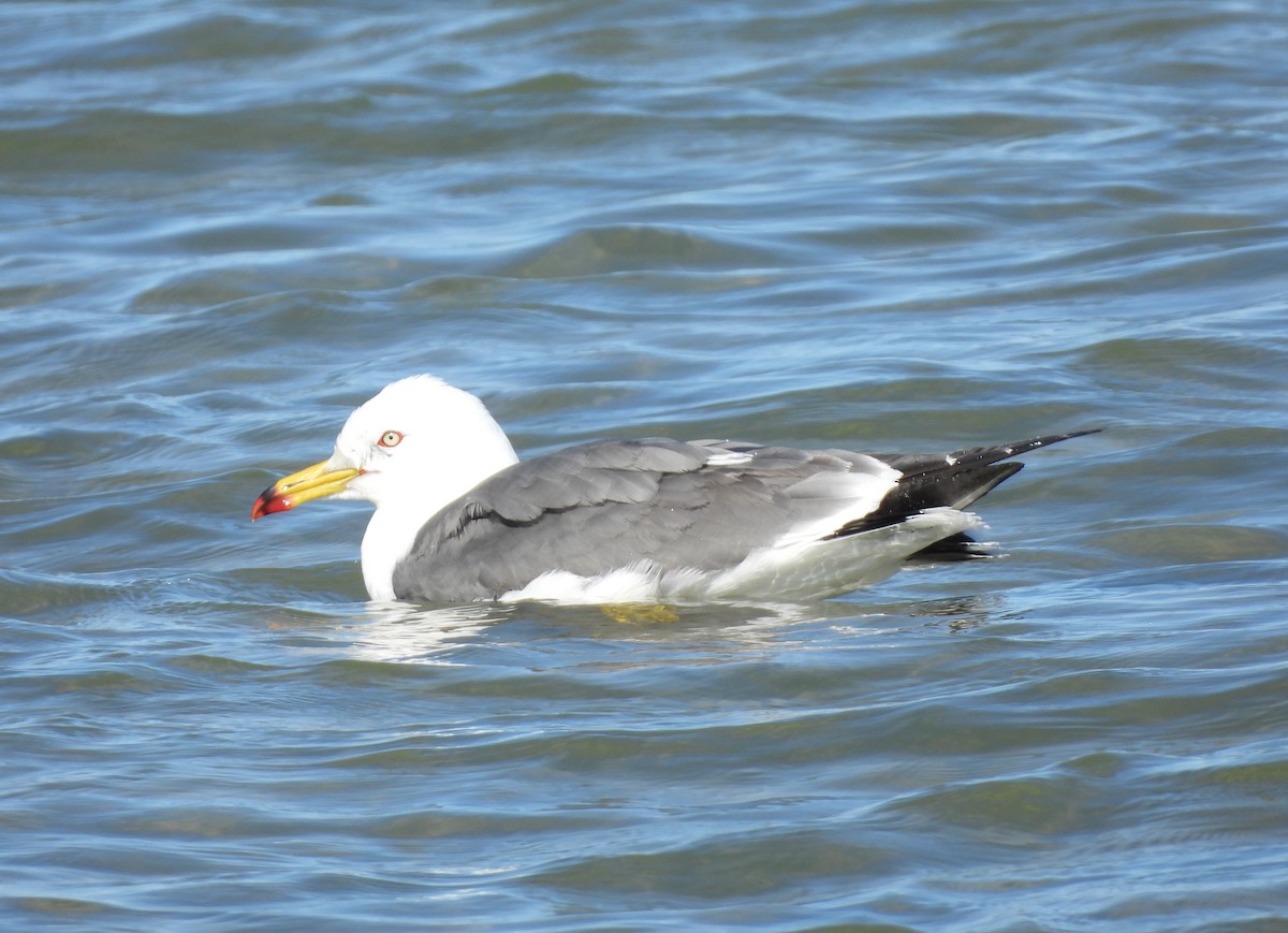 Black-tailed Gull - ML619828167