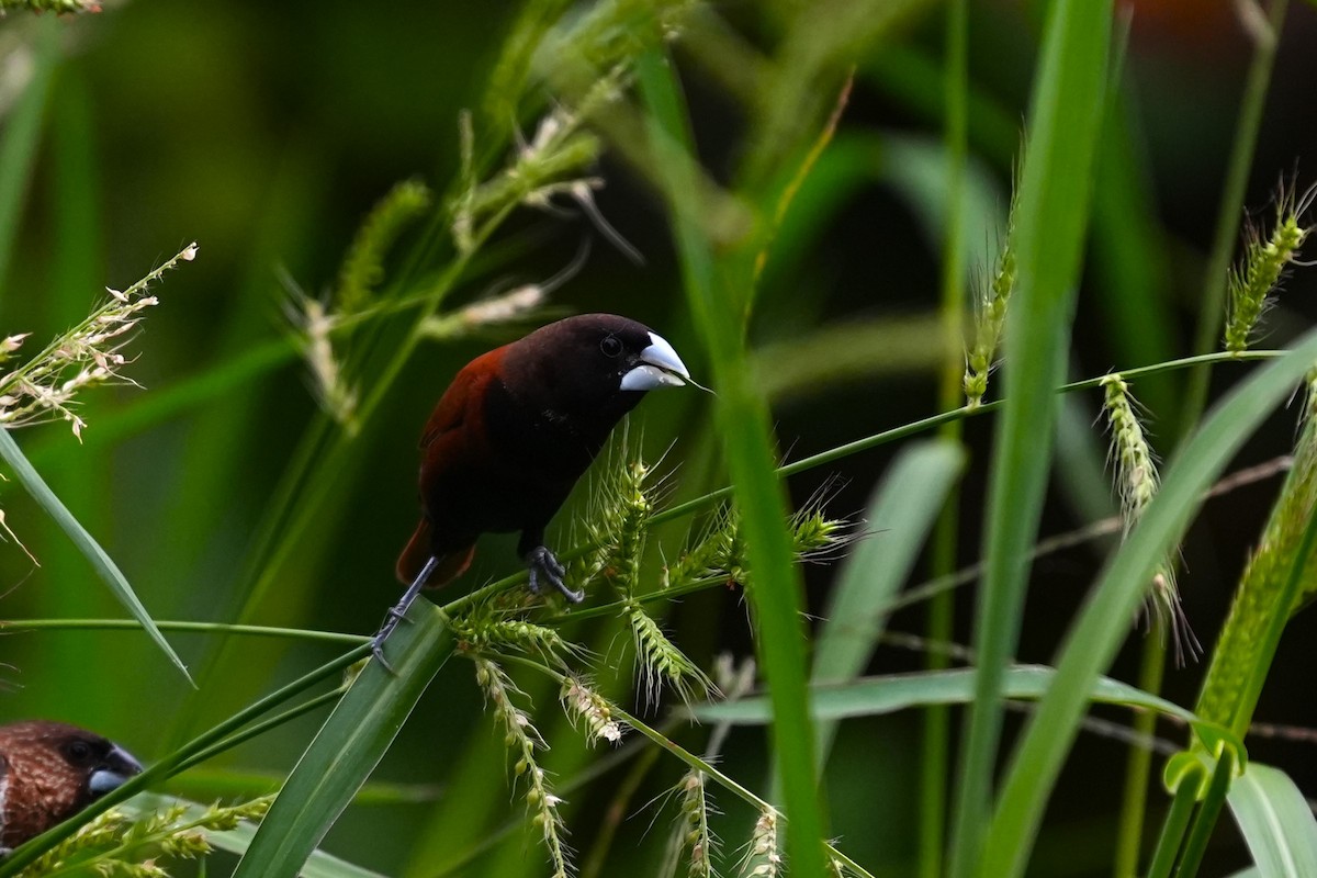 Chestnut Munia - ML619828170