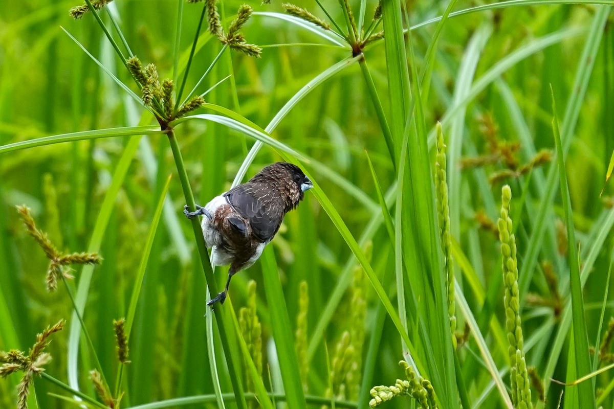 White-rumped Munia - ML619828182