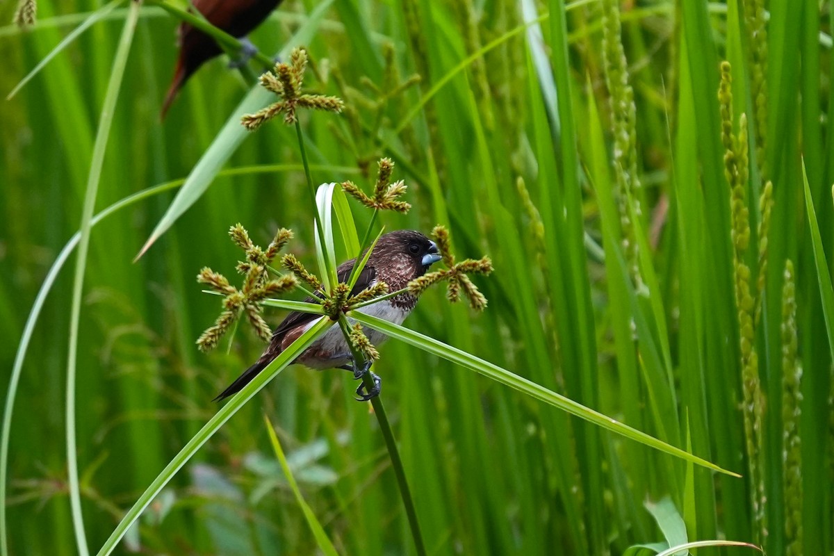 White-rumped Munia - ML619828183