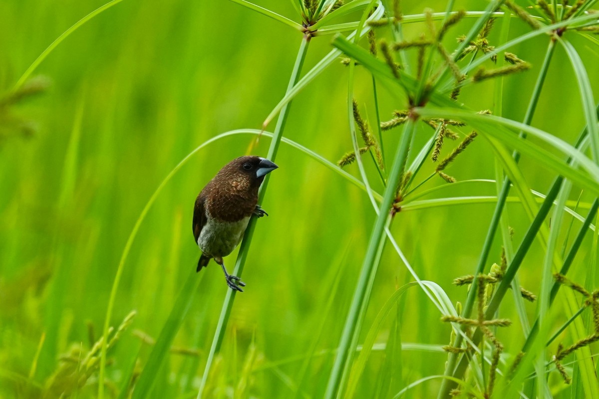 白腰文鳥 - ML619828184