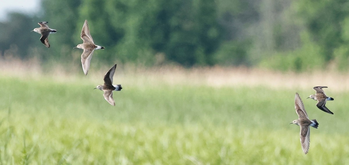 White-rumped Sandpiper - ML619828189