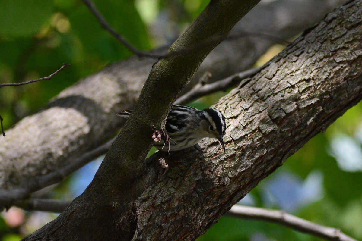 Black-and-white Warbler - ML619828195