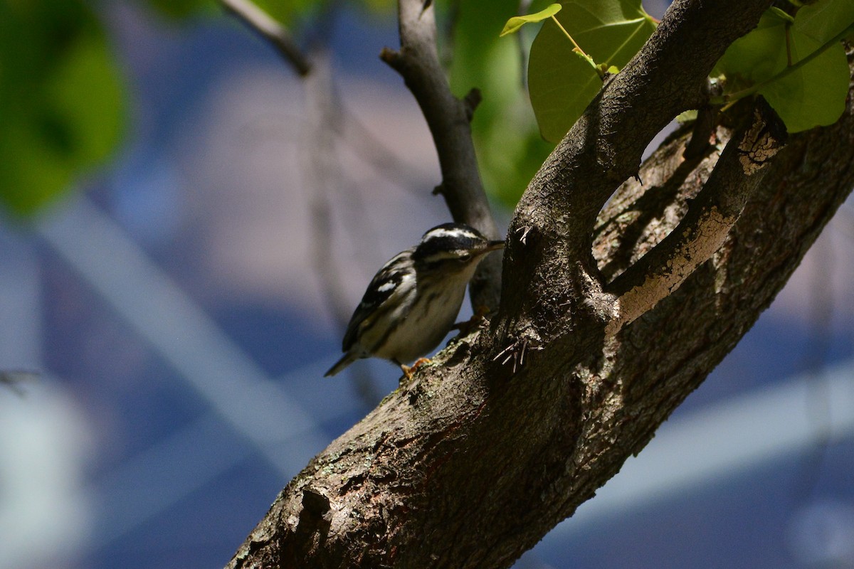 Black-and-white Warbler - ML619828196