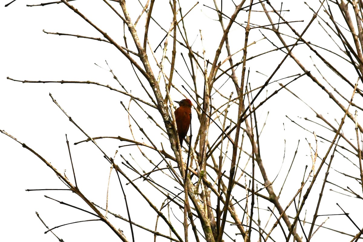 Smoky-brown Woodpecker - ML619828207