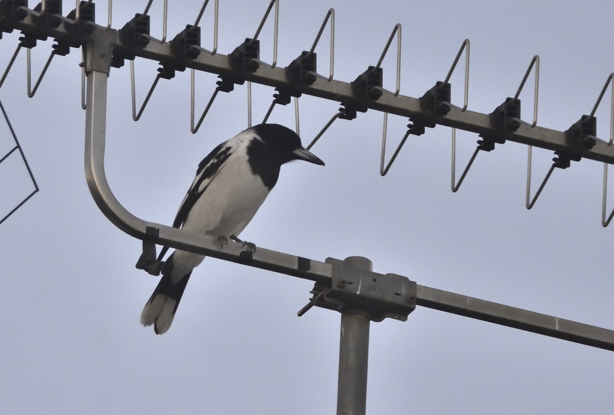 Pied Butcherbird - ML619828214