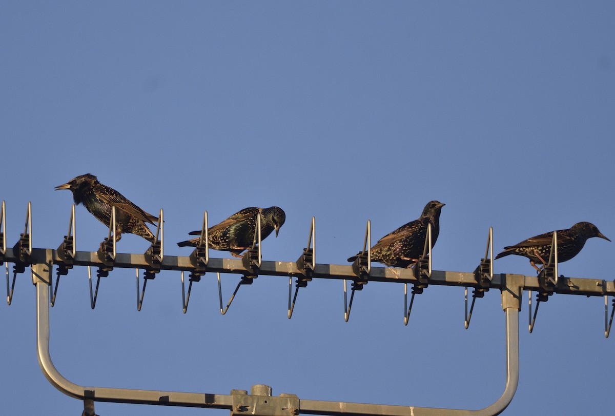 European Starling - ML619828216