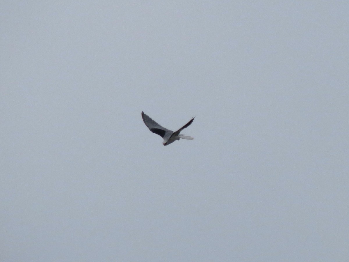 White-tailed Kite - ML619828230