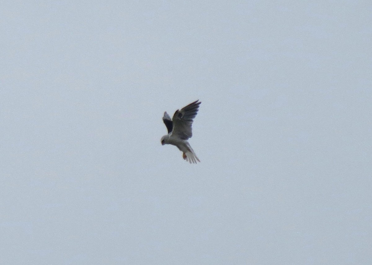 White-tailed Kite - ML619828231