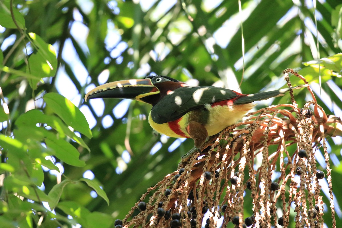 Chestnut-eared Aracari - ML619828253