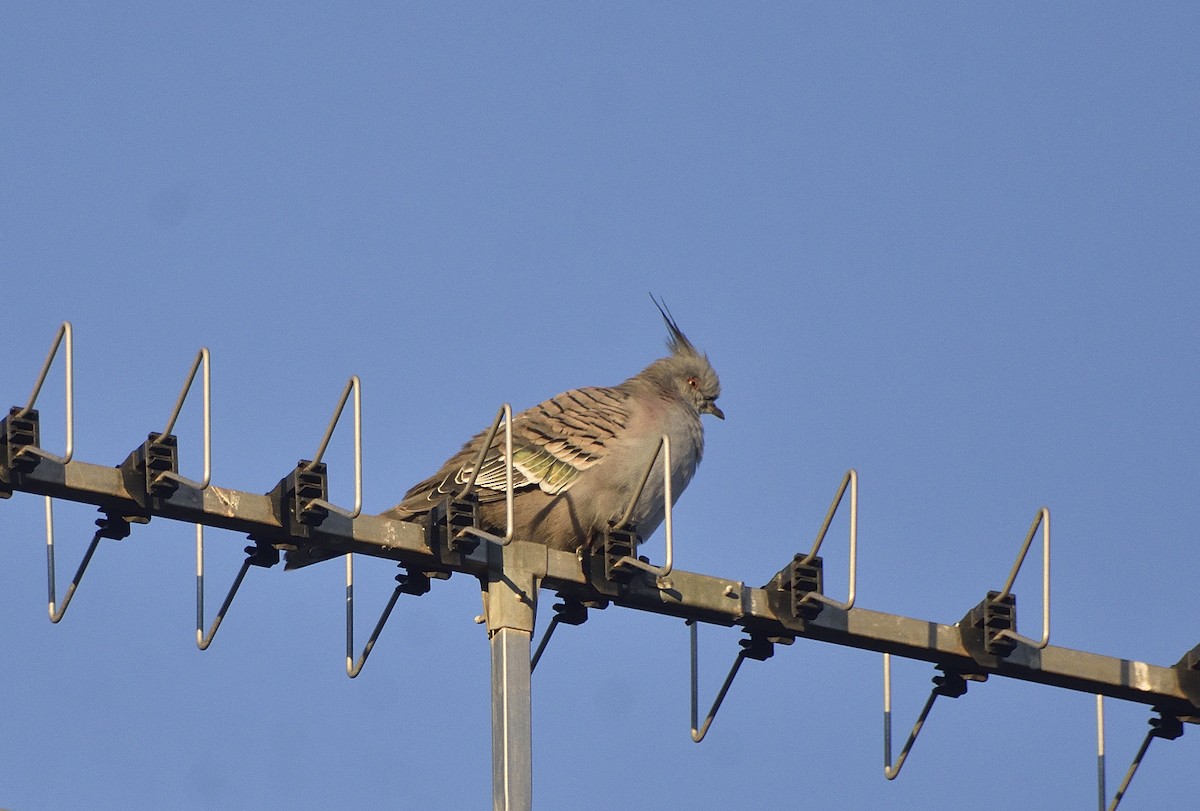 Crested Pigeon - ML619828255