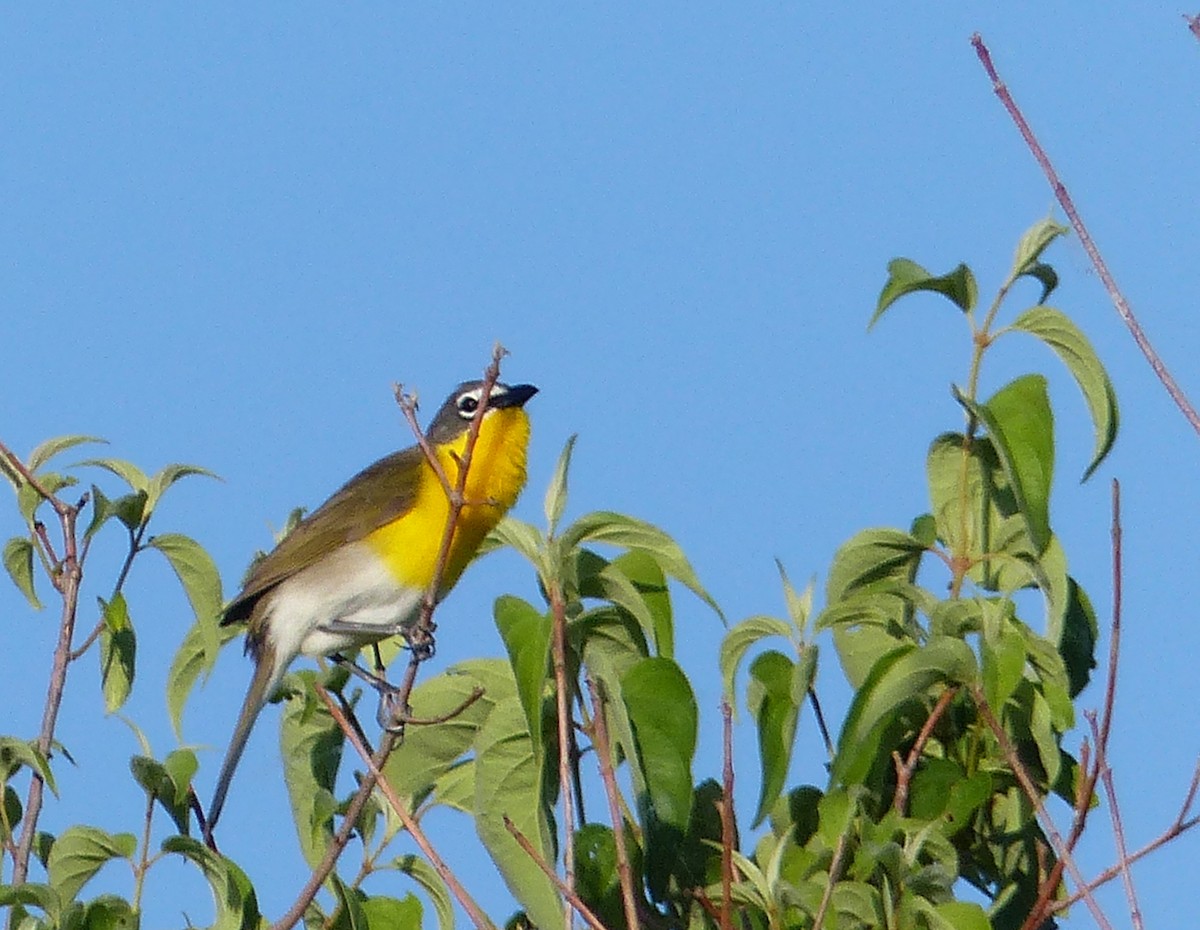 Yellow-breasted Chat - ML619828260