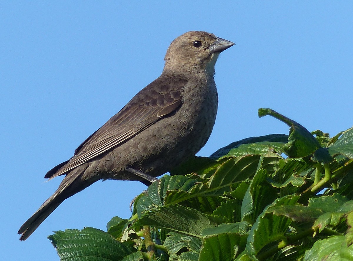 Brown-headed Cowbird - ML619828262