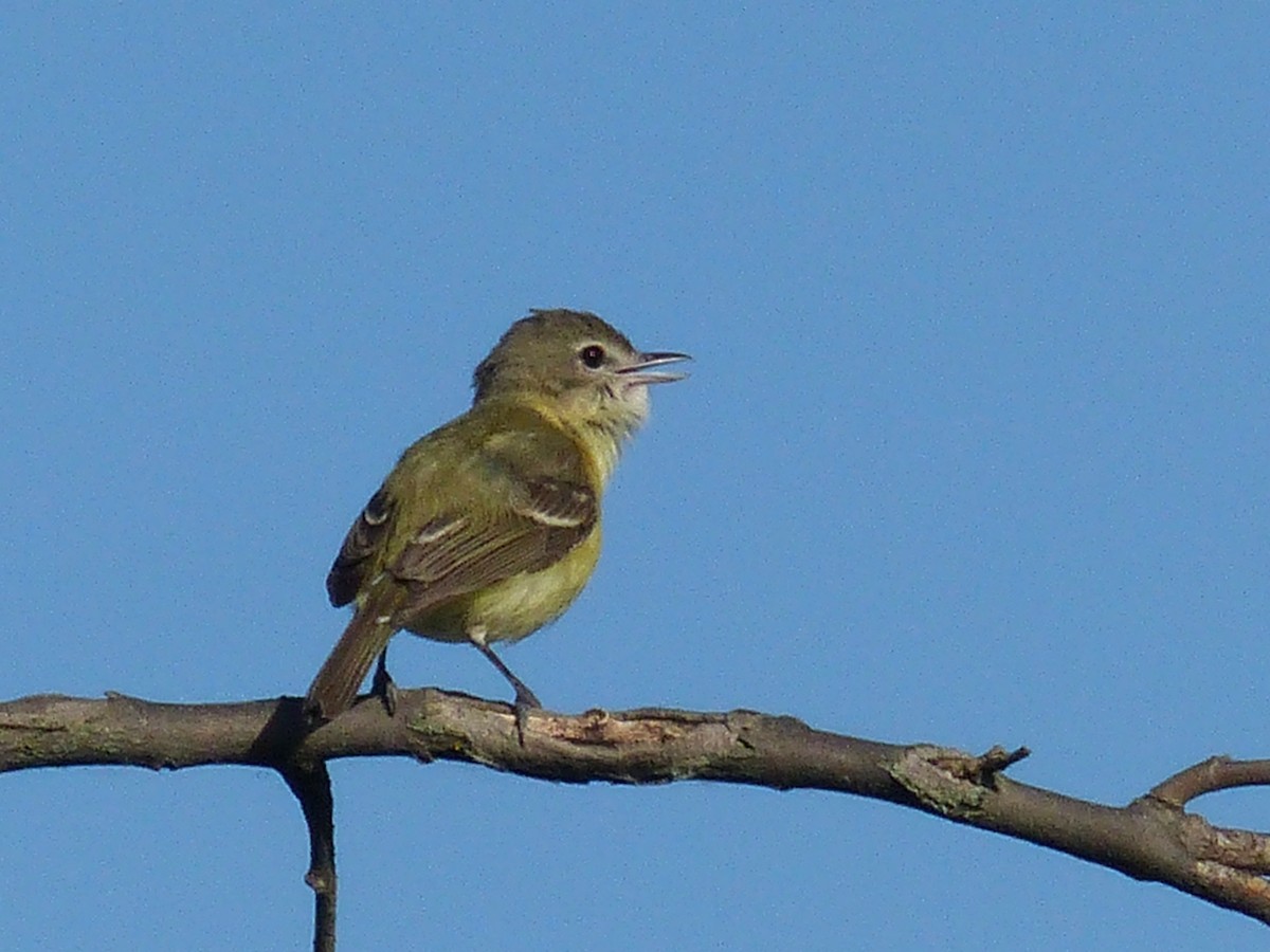 Bell's Vireo - ML619828267