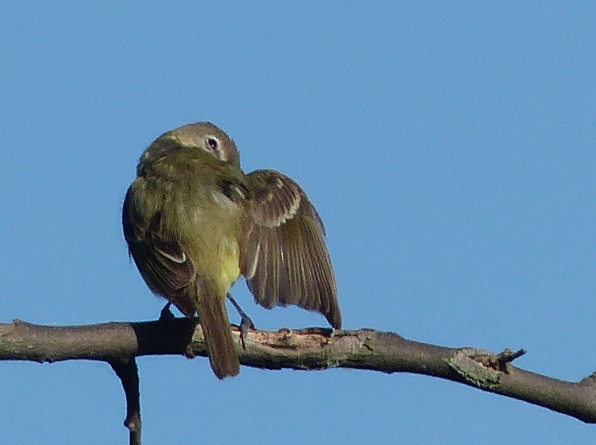 Bell's Vireo - ML619828272