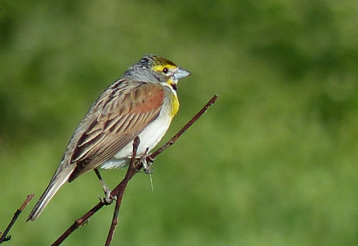 Dickcissel - ML619828280