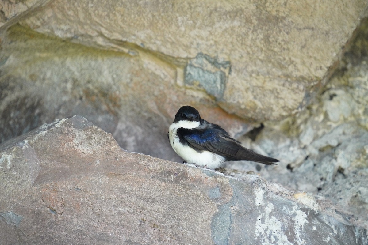 Blue-and-white Swallow - ML619828285