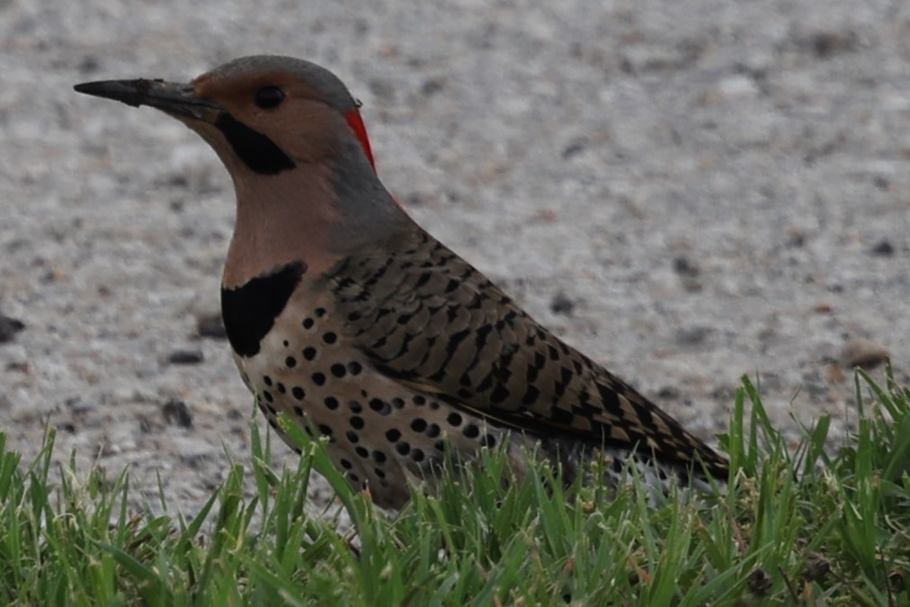 Northern Flicker - ML619828290