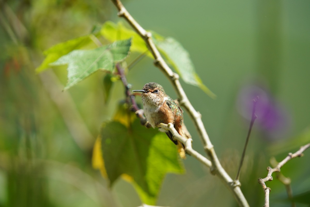 Scintillant Hummingbird - ML619828295