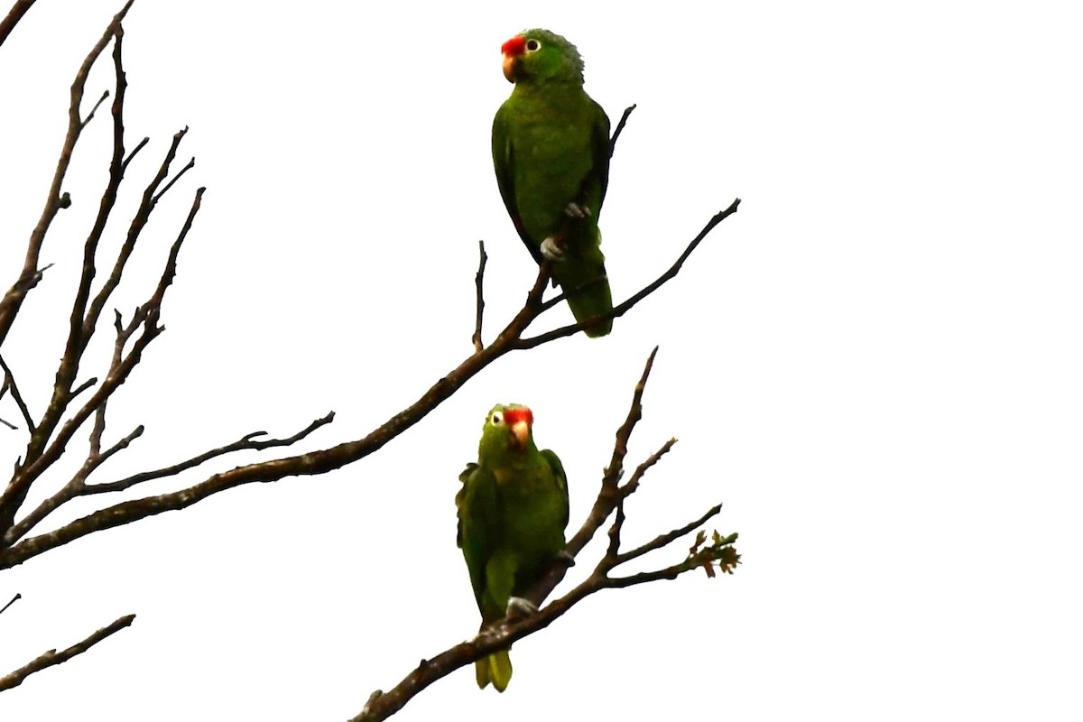 Red-lored Parrot - ML619828302