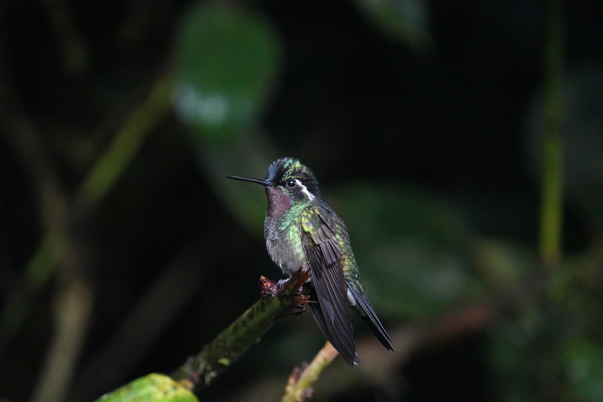 kolibřík fialovohrdlý - ML619828308