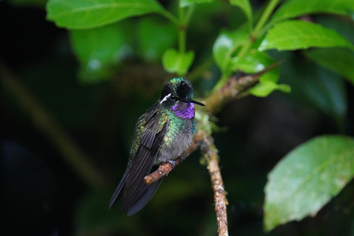 kolibřík fialovohrdlý - ML619828311
