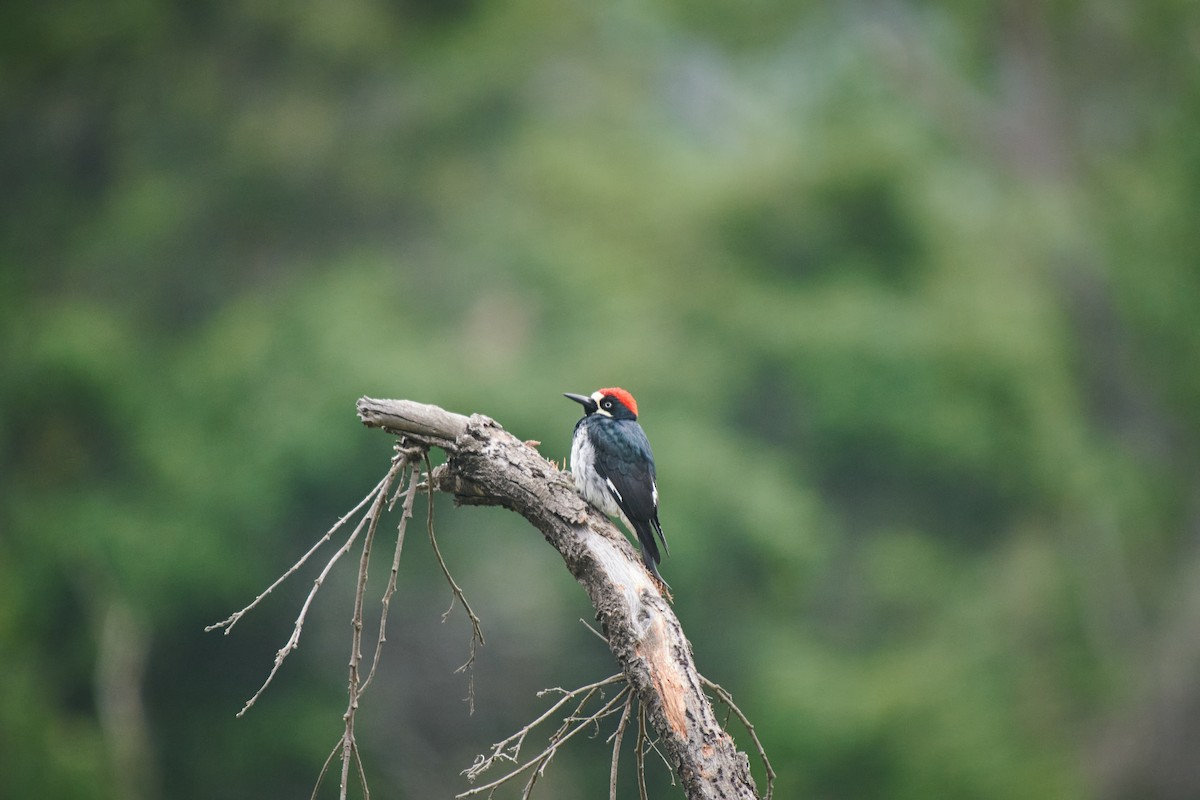 Acorn Woodpecker - ML619828312