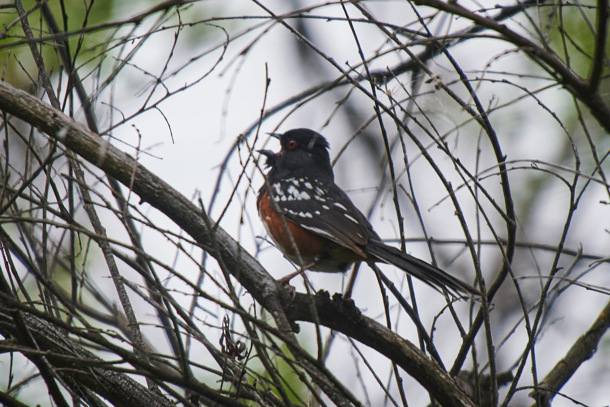 Spotted Towhee - ML619828334