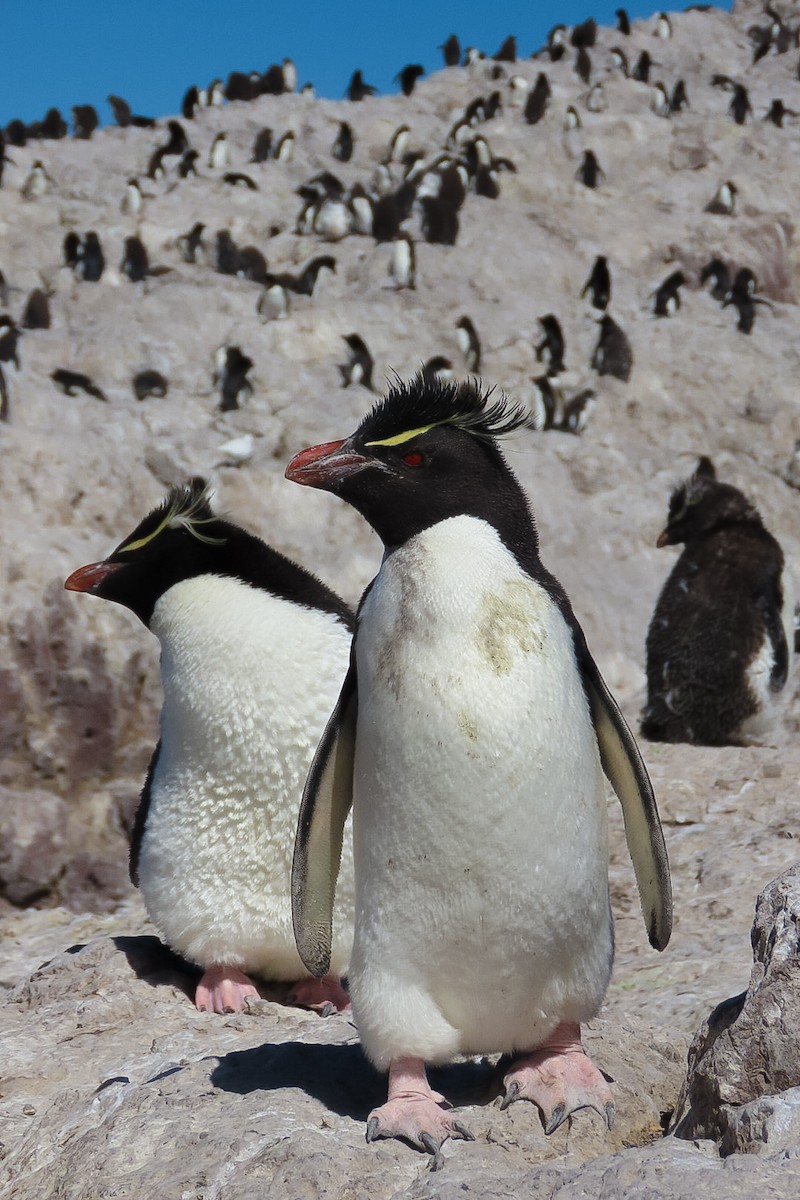 Pingüino Saltarrocas Meridional - ML619828339