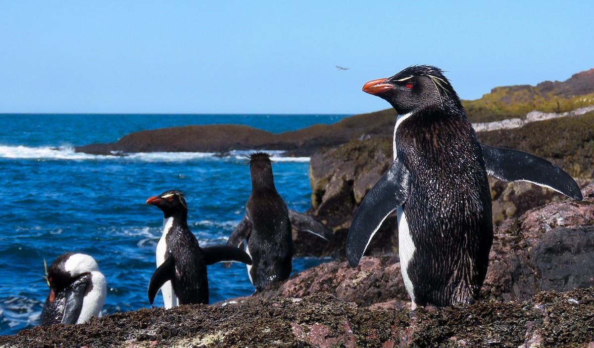 Pingüino Saltarrocas Meridional - ML619828340