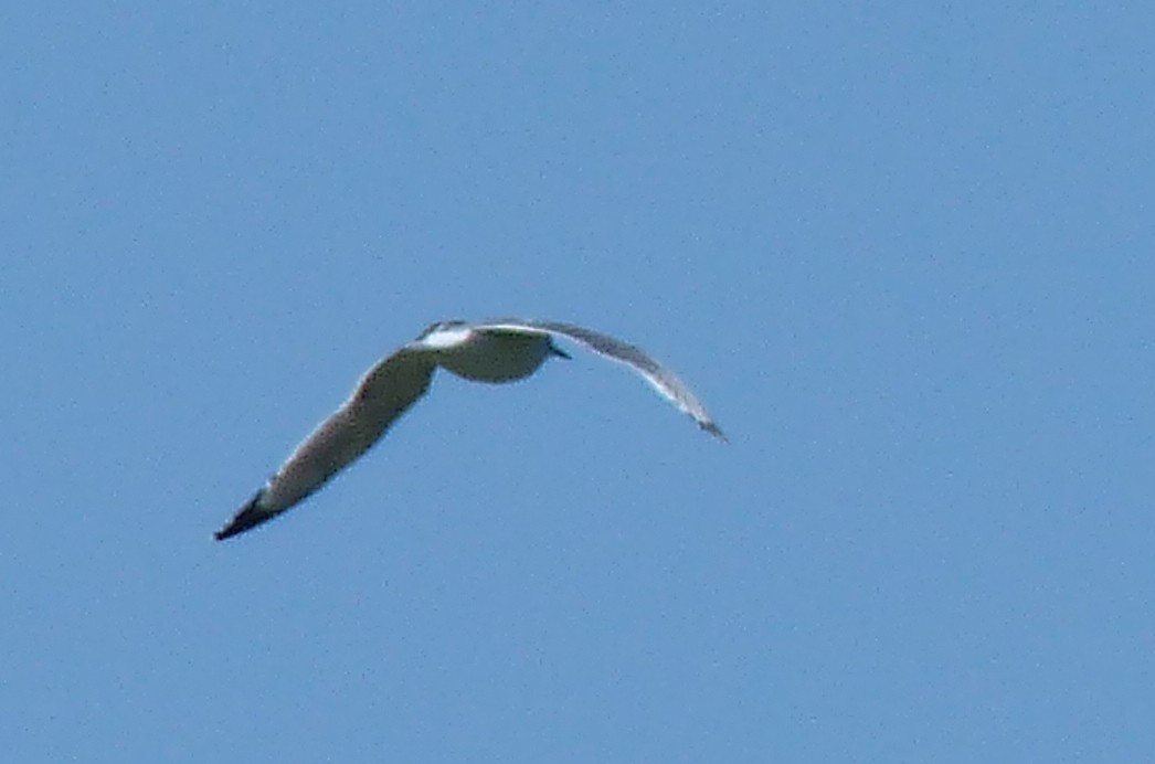 Franklin's Gull - ML619828341