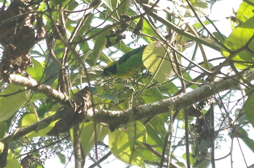Green-and-gold Tanager - ML619828388
