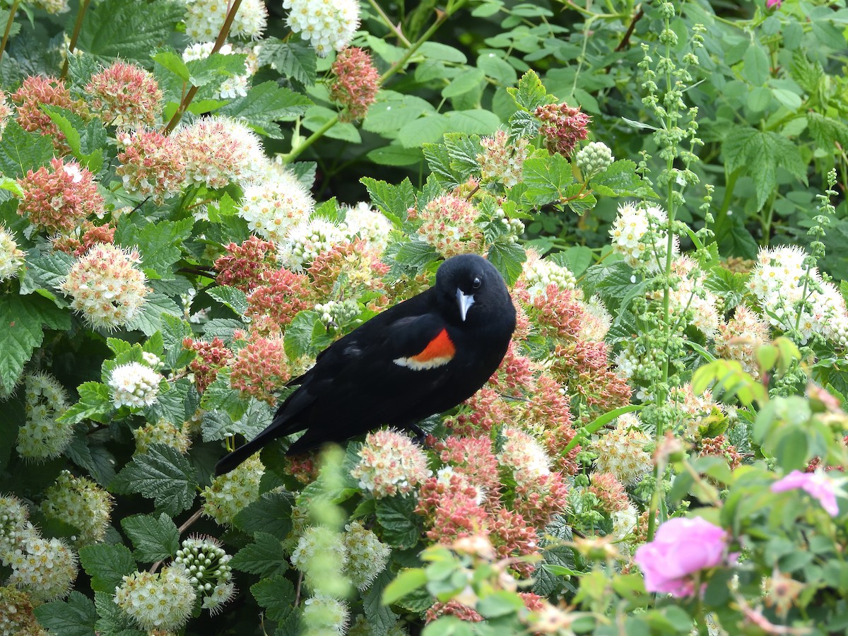 Red-winged Blackbird - ML619828389