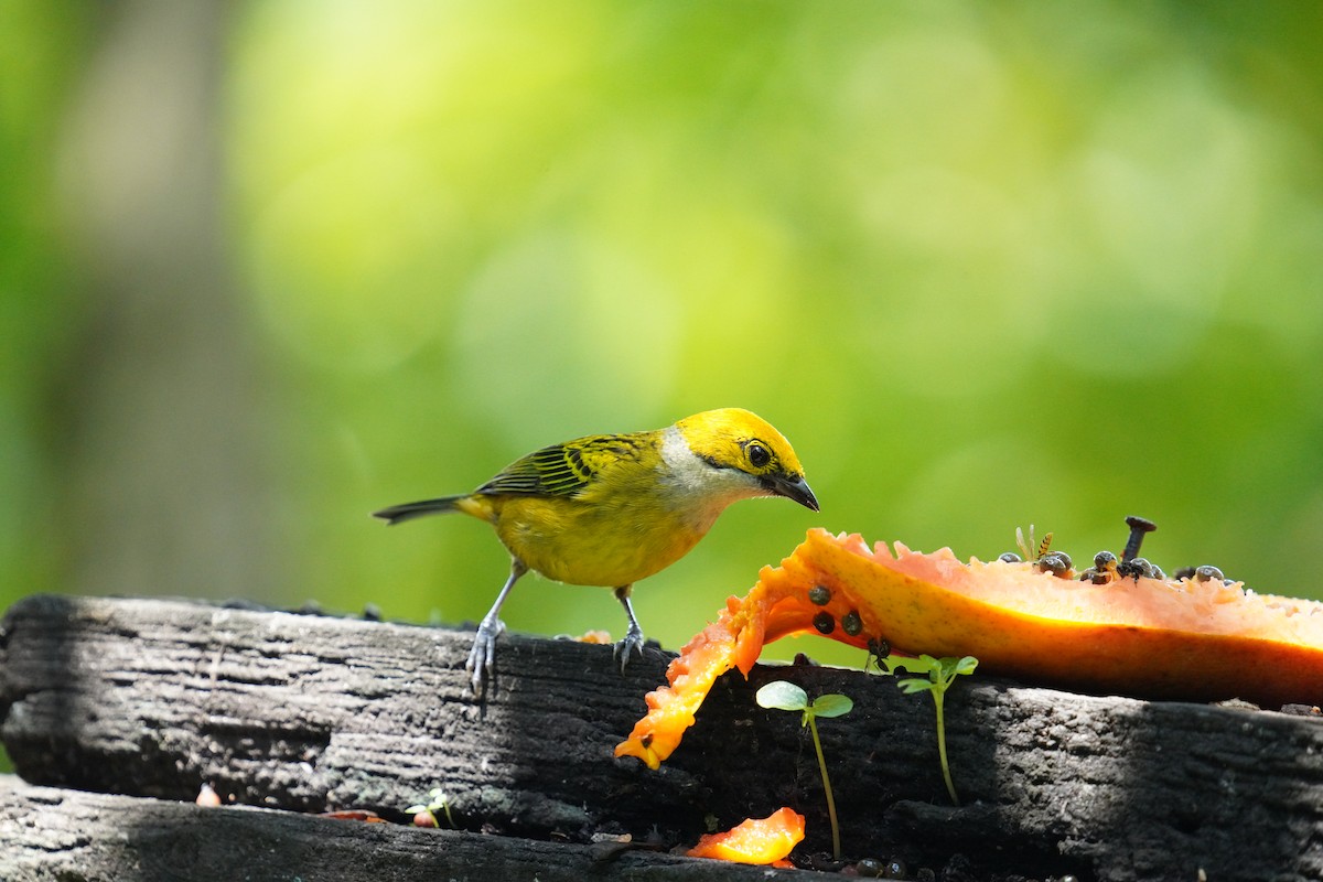 Silver-throated Tanager - ML619828403