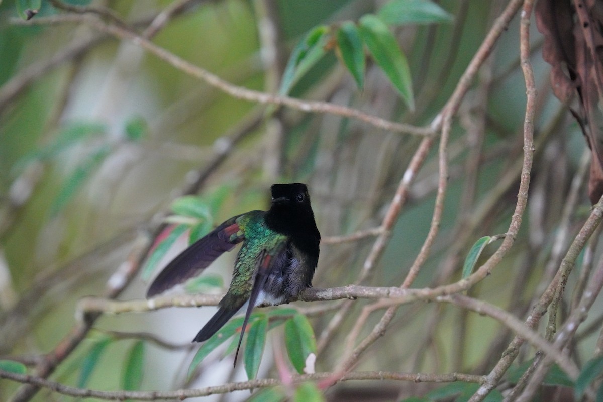 Black-bellied Hummingbird - ML619828413
