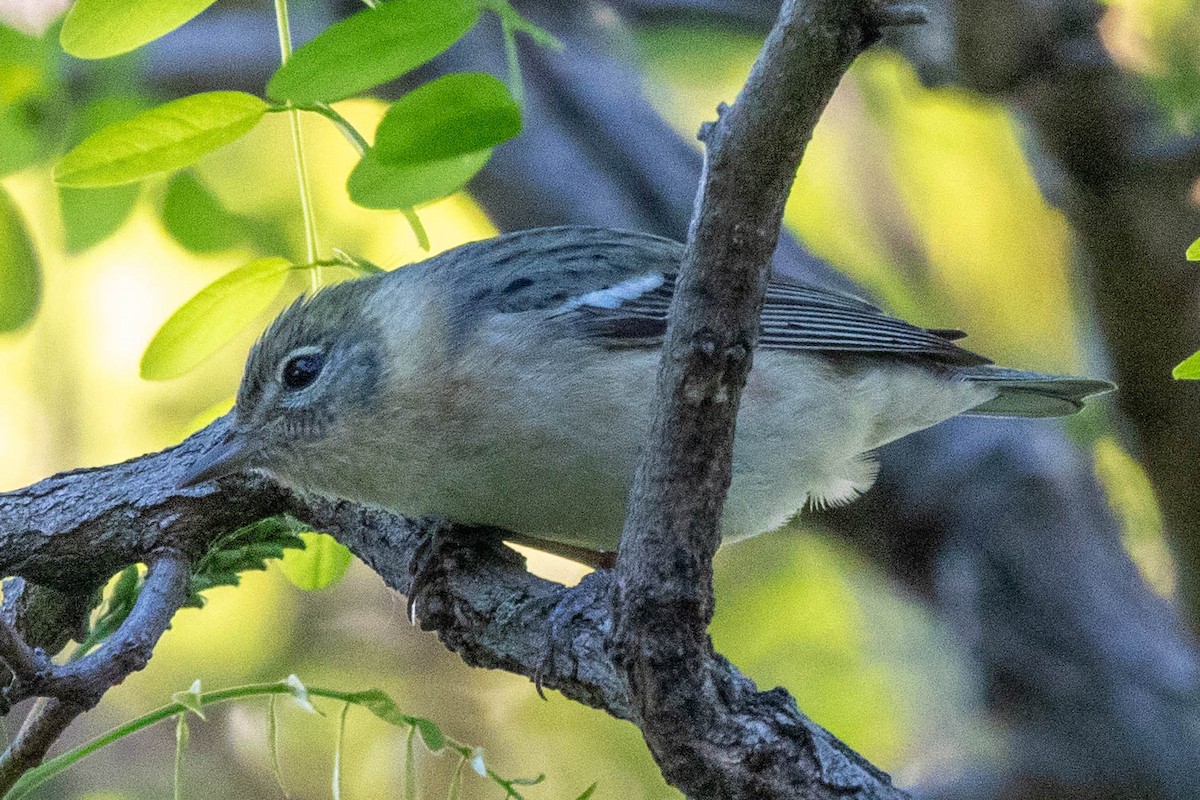 Bay-breasted Warbler - ML619828414