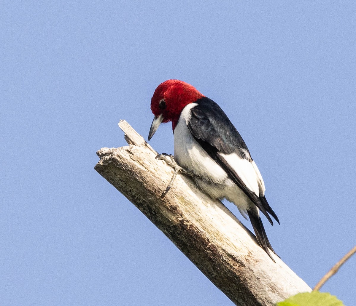 Red-headed Woodpecker - ML619828416