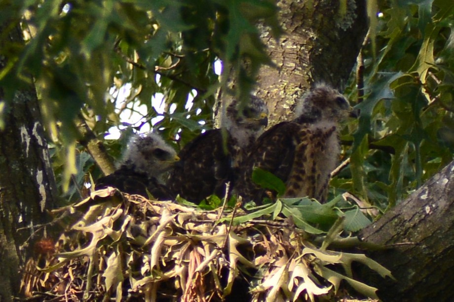 Red-tailed Hawk - ML619828417