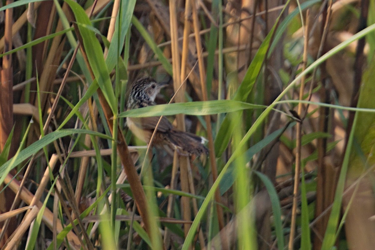 Indian Grassbird - ML619828420