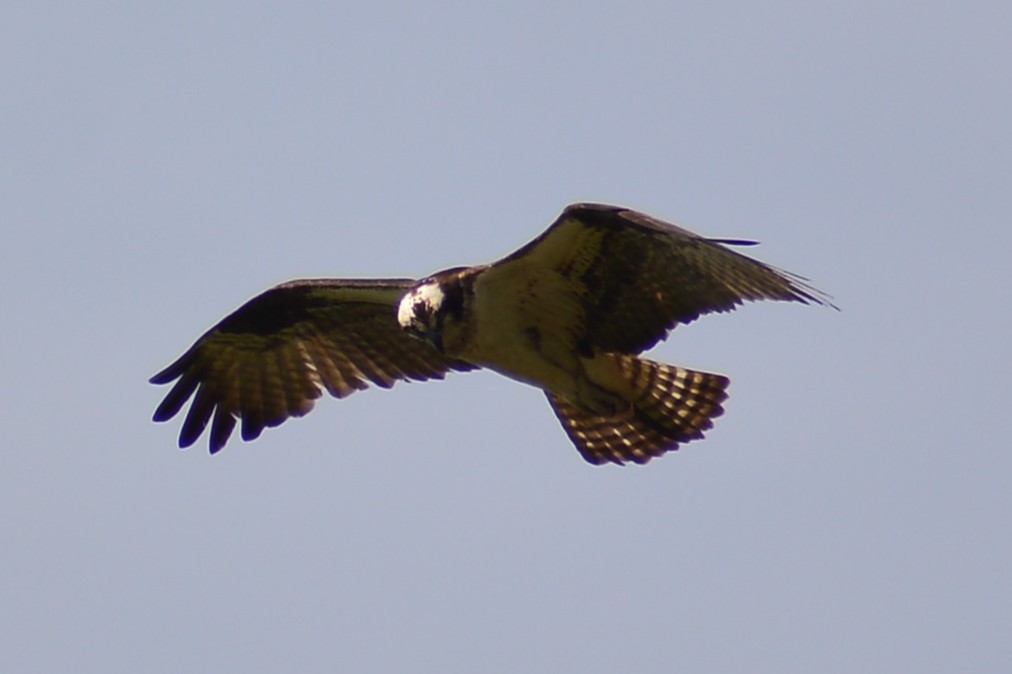 Osprey - ML619828422