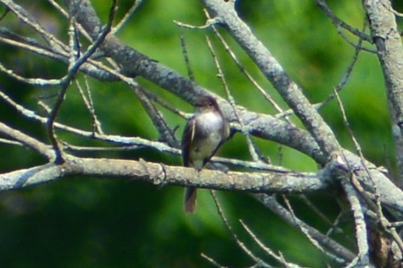 Eastern Phoebe - ML619828432