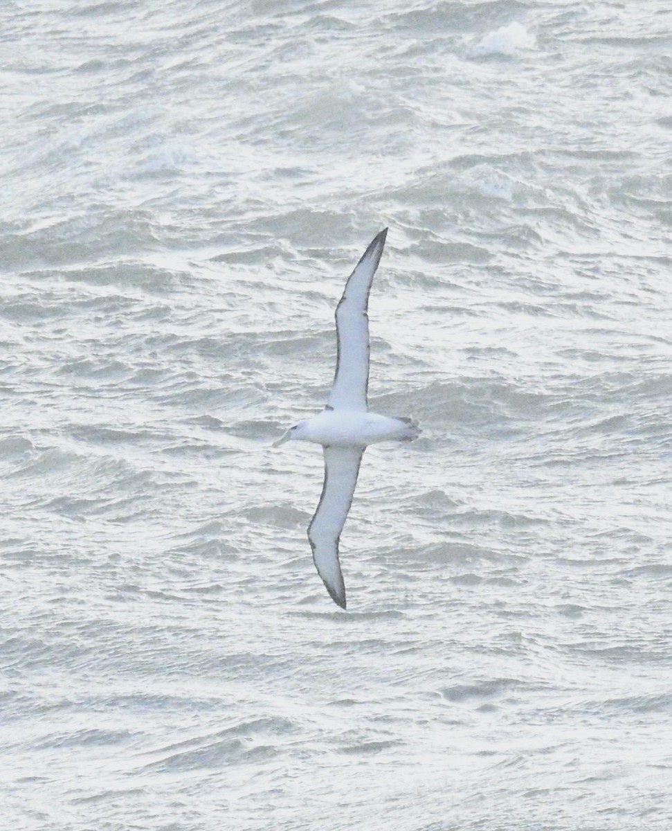 albatros šelfový (ssp. cauta) - ML619828433