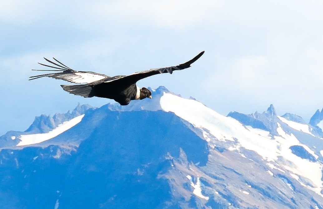 Andean Condor - ML619828435