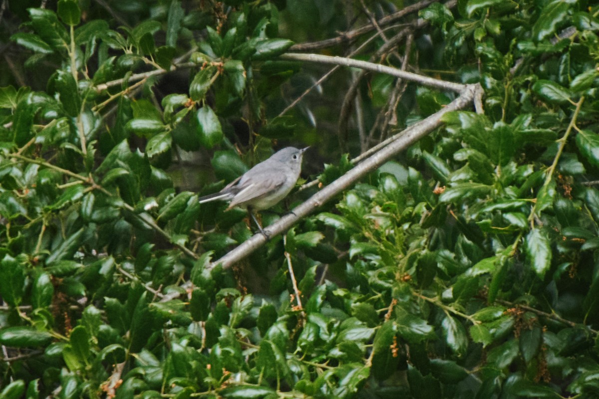 Blue-gray Gnatcatcher - ML619828438