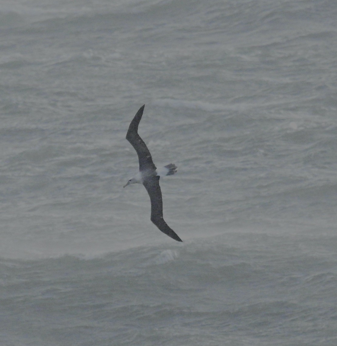 White-capped Albatross (cauta) - ML619828439