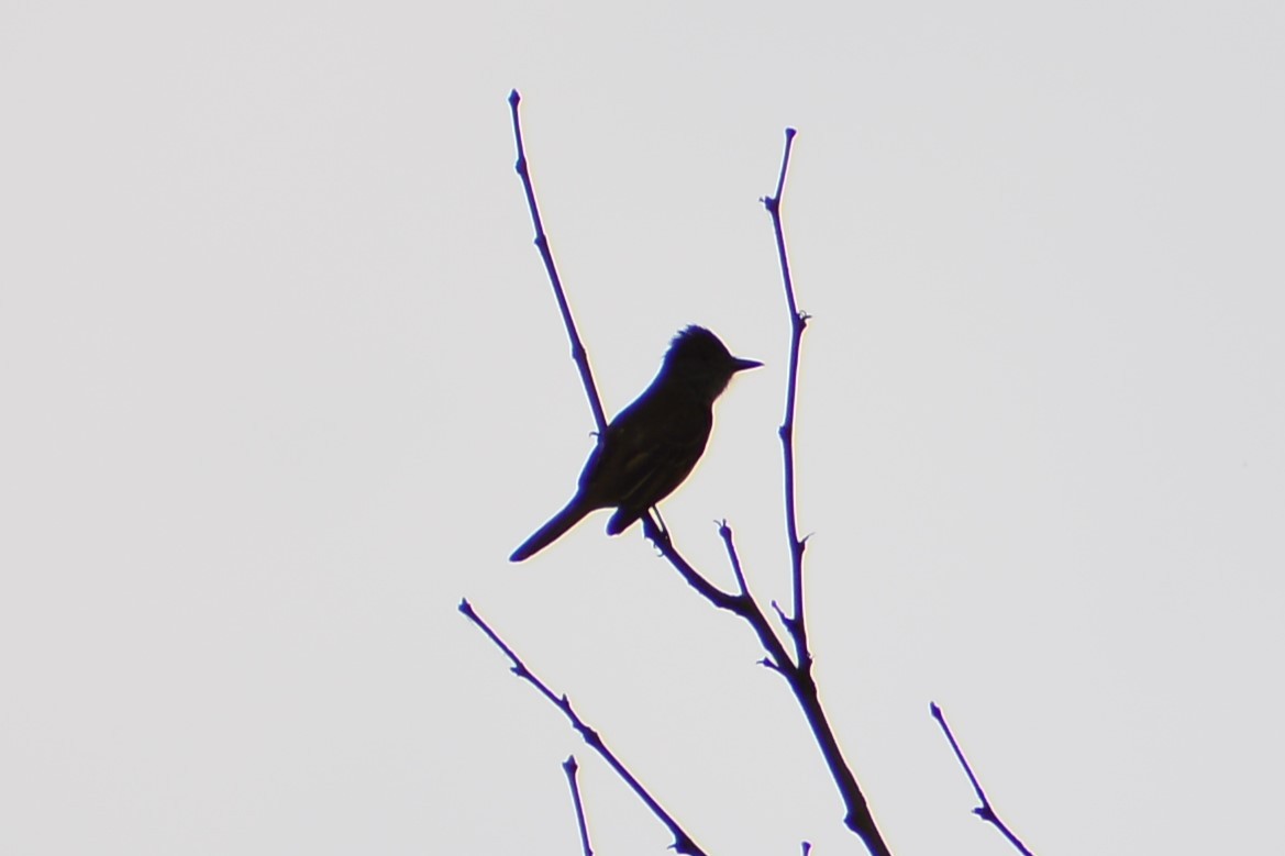 Great Crested Flycatcher - ML619828444